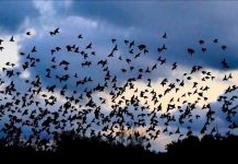Declino dell’avifauna: non c’è correlazione con la caccia