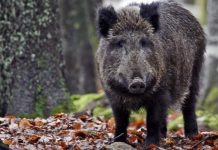 Emergenza cinghiali: Bologna corre ai ripari