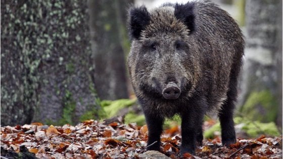 cinghiale