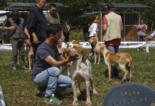 Hunting show Sud