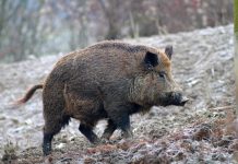 Viticultori toscani in rivolta contro i cinghiali