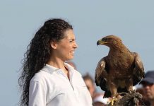 Aspettando Game fair