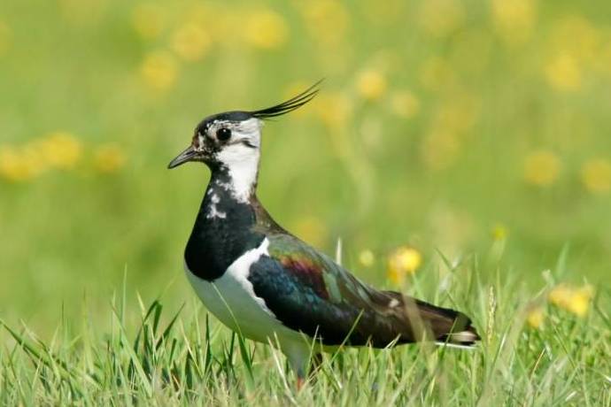 vanellus-vanellus-profile_411300_20190116105701