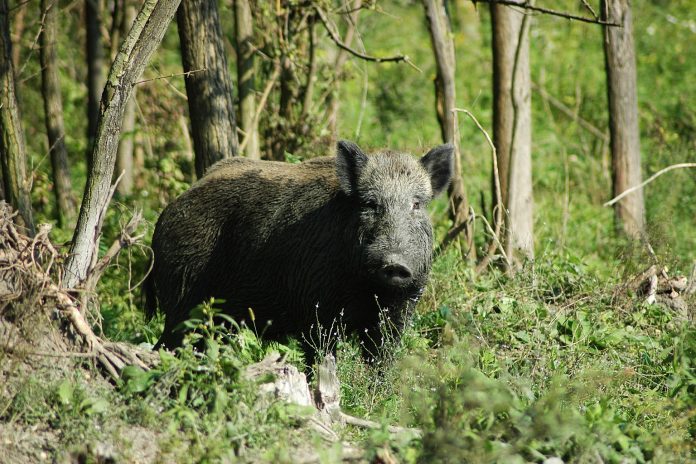 Cinghiale