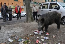 Selvatici in città, il legislatore intervenga