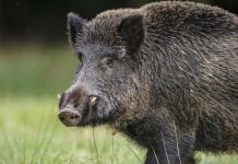 Altro cinghiale, altra aggressione