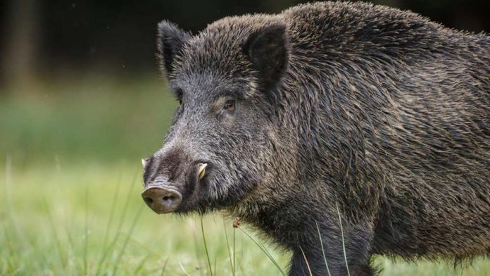 cinghiale_zanne
