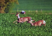 Anche la caccia vuole ripartire