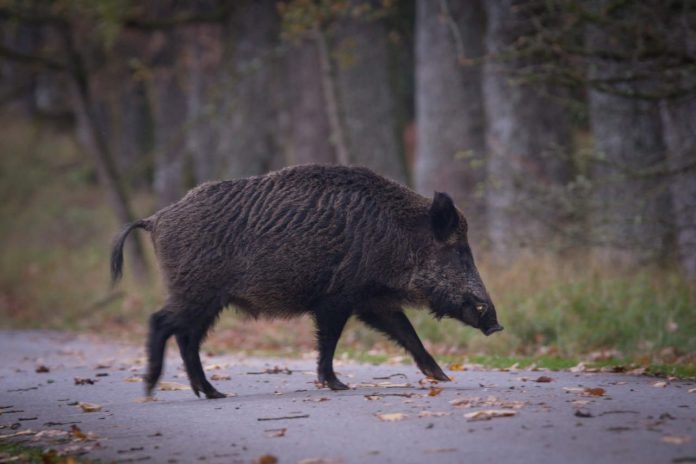 cinghiale