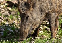 Ripartono selezione e controllo in Toscana
