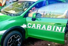 L’accorpamento della forestale, tra pronunce tombali e colpi di scena