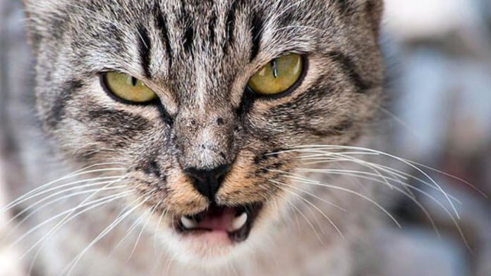 Gatto