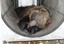 L’orsa catturata è Jj4?