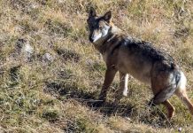 Apertura della Ue al controllo dei carnivori
