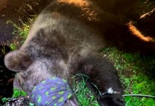 Ancora un orso aggressivo