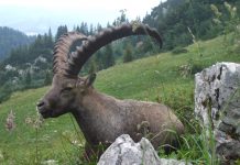 Stambecco: niente stranieri nel Vallese