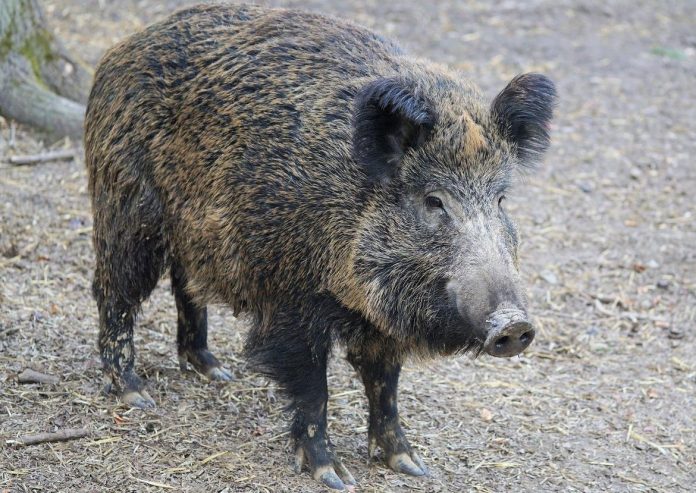 Cinghiale