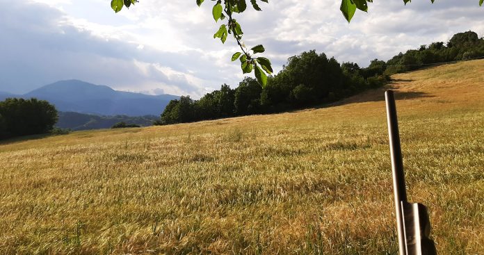 Franchi