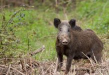 Cinghiale: Federcaccia replica a Mazzatenta
