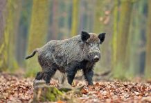 Toscana: le misure anti-contagio per la braccata