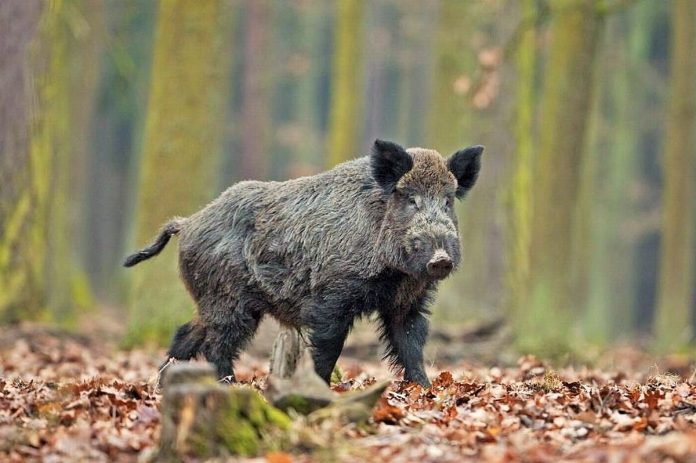 Cinghiale