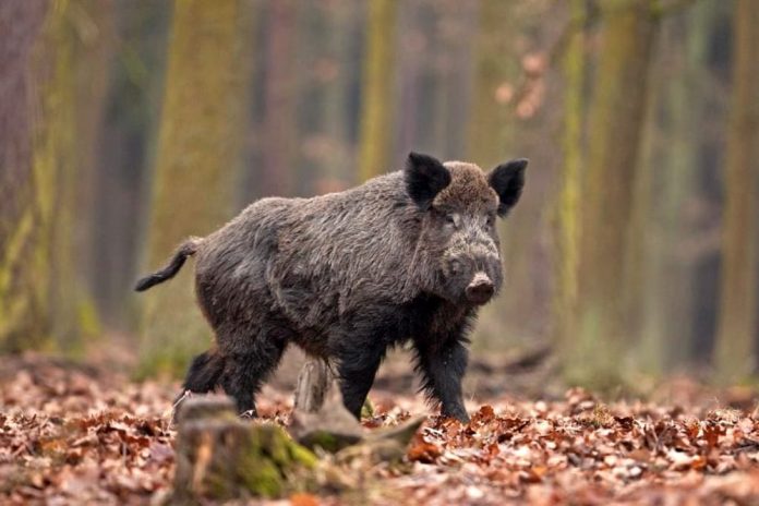 Cinghiale