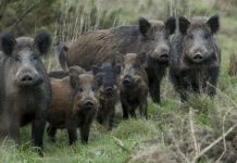 Il Tar blocca la braccata in Campania