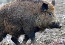 Lombardia: selezione sul cinghiale, nessun limite agli abbattimenti