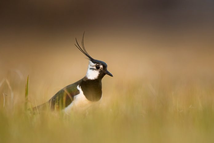 shutterstock_1713902164