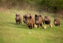 Respinta la richiesta di prolungamento per la braccata in Toscana