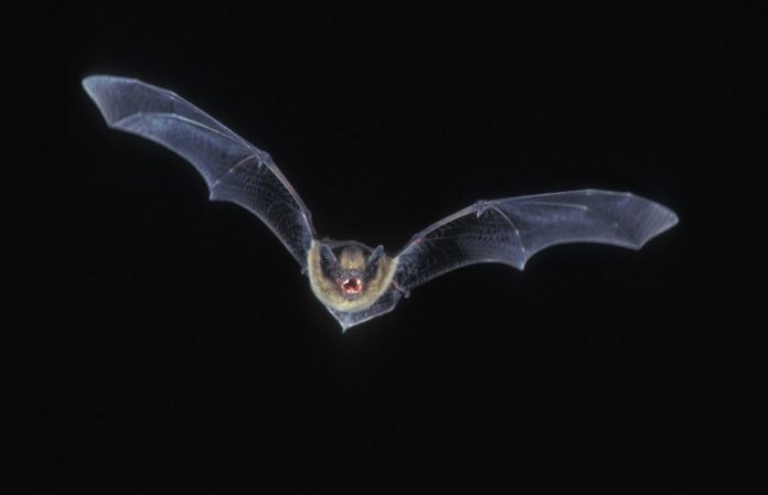 Bat