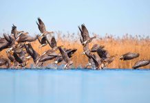 Specie protette in crescita, l’intervento di Dreosto