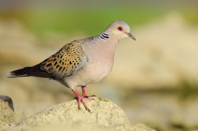 shutterstock_1722672043