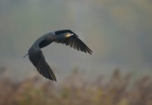 Berlato: necessario intervento per il controllo del cormorano