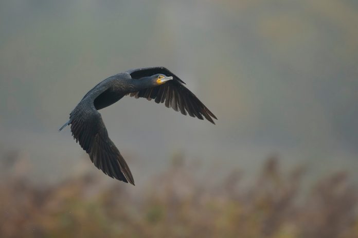 Cormorant,Flying,Through,Autumn,Colours