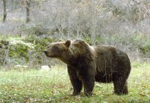 Giappone: orsi al risveglio, organizzati abbattimenti