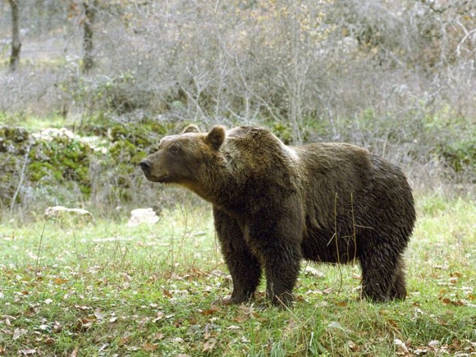 Orso bruno marsicano (foto Parco Nazionale d'Abruzzo)