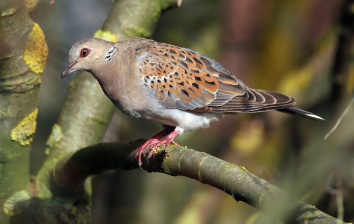 Turtle,Dove,(streptopelia,Turtur),Perched,In,Tree.,Taken,At,Auchmithie,