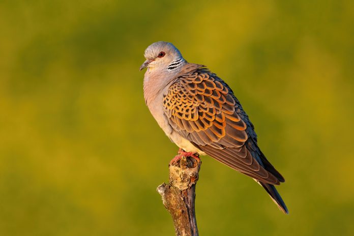 European,Turtle,Dove,,Streptopelia,Turtur,,Sitting,Perched,On,Branch,With