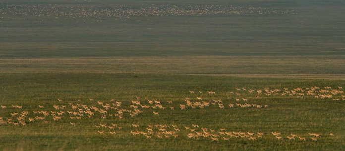 01_GazelleSteppe