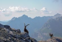 Sconfitto l’animalismo in Svizzera