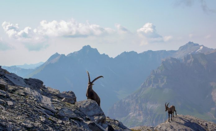 Mature,Ibex,And,Young,Ibex,Mountain,Goat,Following,Along,A