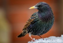 La Toscana approva la caccia allo storno