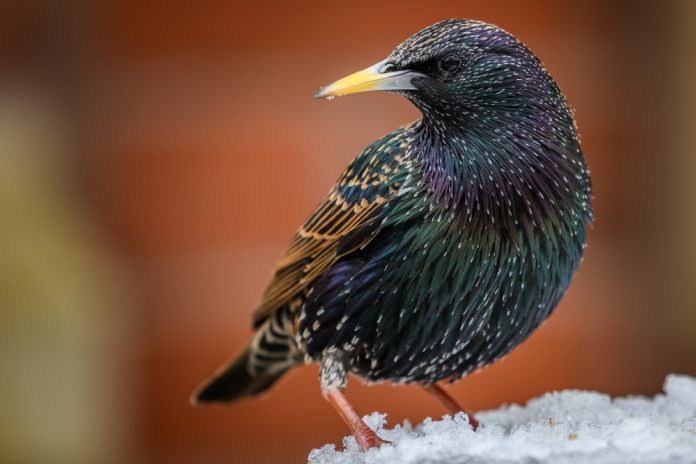 Starling,Bird,Perched,On,Snow