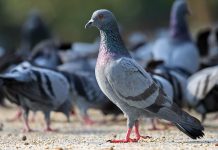 Riforma 157/92: animalisti scatenati