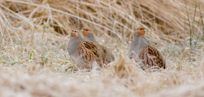 Grey,Partridge,-,Perdix,Perdix