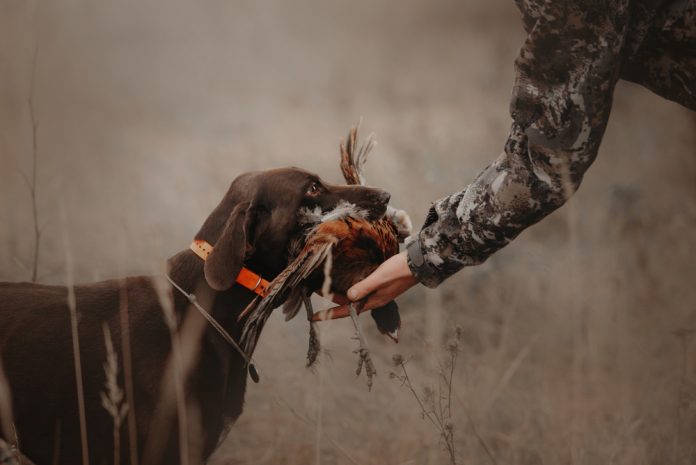Hunting,Dog,Brings,Pheasant,Game,Back,To,Owner