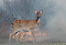 Siccità e incendi, Ispra chiede limitazioni alla caccia