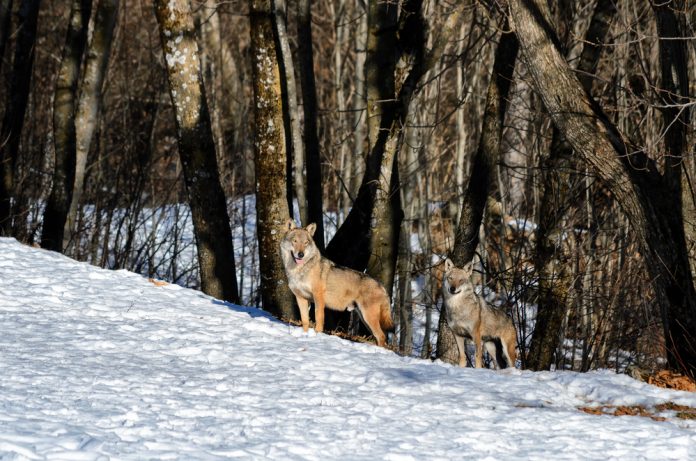 Italian,Wolf,Couple,(canis,Lupus,Italicus),In,Wildlife,Center,