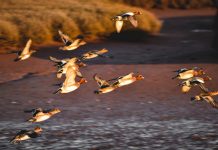 Aggiornata la Lista rossa dell’avifauna europea
